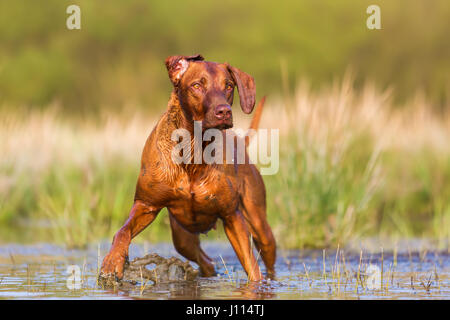Bild von einem Rhodesian Ridgeback laufen durch das Wasser Stockfoto