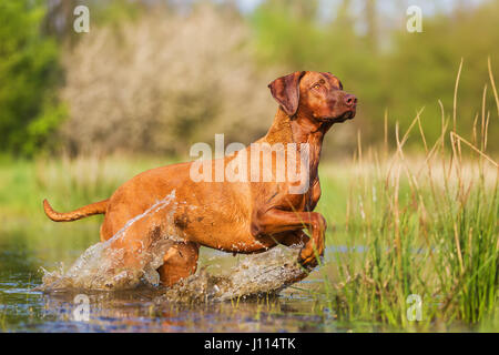 Bild von einem Rhodesian Ridgeback laufen durch das Wasser Stockfoto