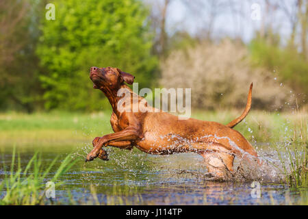 Bild von einem Rhodesian Ridgeback laufen durch das Wasser Stockfoto