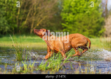 Bild von einem Rhodesian Ridgeback laufen durch das Wasser Stockfoto