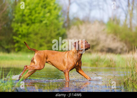 Bild von einem Rhodesian Ridgeback laufen durch das Wasser Stockfoto