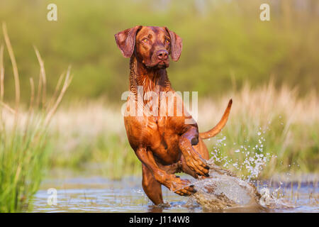 Bild von einem Rhodesian Ridgeback laufen durch das Wasser Stockfoto