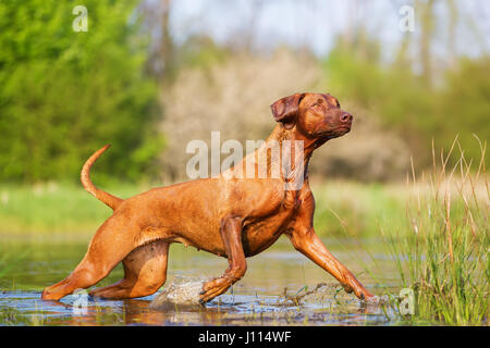 Bild von einem Rhodesian Ridgeback laufen durch das Wasser Stockfoto