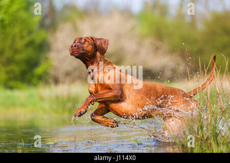 Bild von einem Rhodesian Ridgeback laufen durch das Wasser Stockfoto