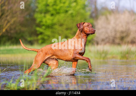 Bild von einem Rhodesian Ridgeback laufen durch das Wasser Stockfoto