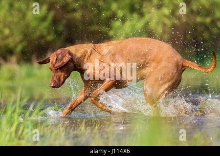 Bild von einem Rhodesian Ridgeback laufen durch das Wasser Stockfoto