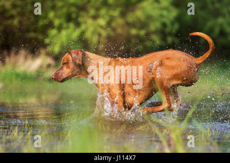 Bild von einem Rhodesian Ridgeback laufen durch das Wasser Stockfoto