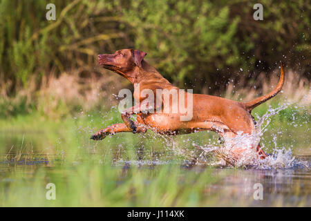 Bild von einem Rhodesian Ridgeback laufen durch das Wasser Stockfoto