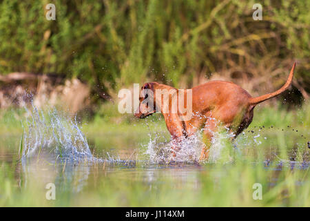 Bild von einem Rhodesian Ridgeback laufen durch das Wasser Stockfoto