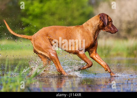 Bild von einem Rhodesian Ridgeback laufen durch das Wasser Stockfoto