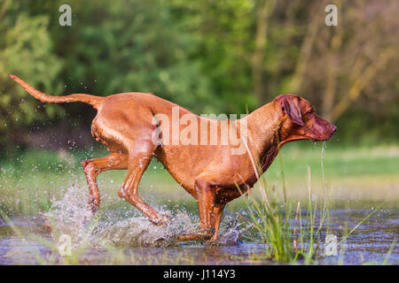 Bild von einem Rhodesian Ridgeback laufen durch das Wasser Stockfoto