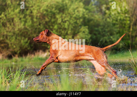 Bild von einem Rhodesian Ridgeback laufen durch das Wasser Stockfoto