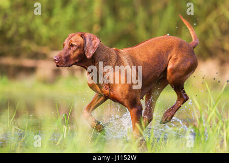 Bild von einem Rhodesian Ridgeback laufen durch das Wasser Stockfoto
