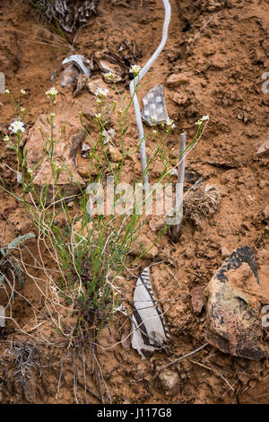 Native American Indian Tonwaren Shards, Salt Creek, Canyonlands National Park, Utah. Stockfoto