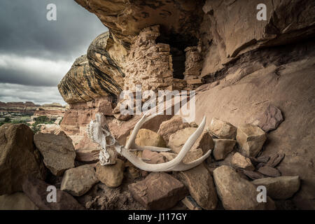 Geweih und indischen Ruine im Salt Creek, Canyonlands National Park, Utah. Stockfoto