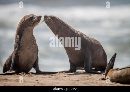 Zwei Verklebung Robben am Strand in Namibia. Stockfoto