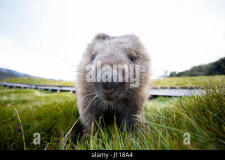 Nahaufnahme von einem Wombat, Tasmanien, Australien Stockfoto