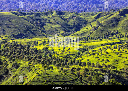 Tee-Plantage, Ciwidey, West-Java, Indonesien Stockfoto