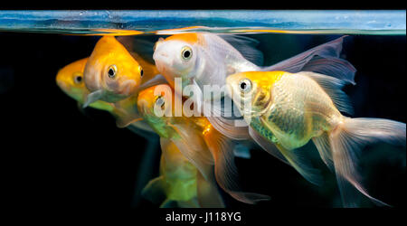 Weiß und Orange gold Fische im Aquarium tank Stockfoto