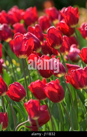 Blumen Tulpen Tulipa Bettwäsche mehrjährige Pflanze Pflanze blühen Blütenblätter lebendige rot bunt bunte Garten Gartenarbeit Gartenbau Stockfoto