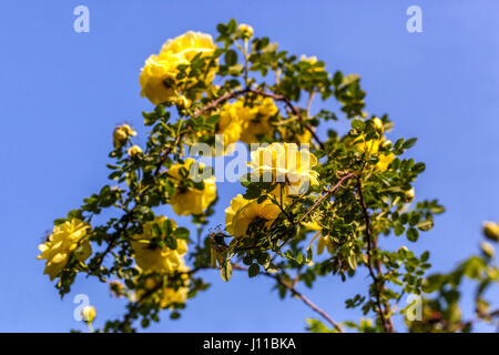 Rosa foetida, Persische, gelbe Rose, blühende Sträucher Stockfoto