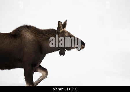 Elch / Elch (Alces Alces), junger Stier, ein Spaziergang durch Schnee, detaillierte Nahaufnahme, Kopfschuss, Grand Teton NP, USA. Stockfoto