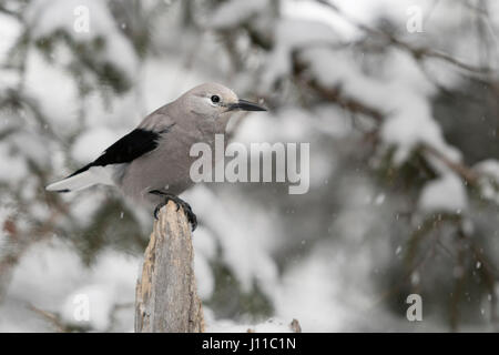 Clarks Nussknacker / Kiefernhäher (Nucifraga Columbiana), hoch oben auf einem Baumstumpf im Schnee, Winter, Montana, USA. Stockfoto