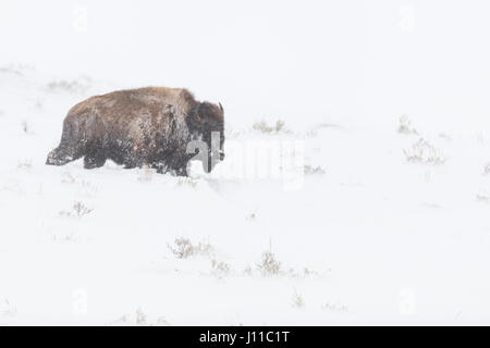 Amerikanischer Bison / Amerikanischer Bison (Bison Bison), Erwachsene, während Blizzard in schwierigen Bedingungen, zu Fuß durch tiefen Schnee, Yellowstone NP, USA. Stockfoto