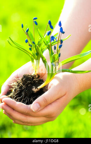 Schneeglöckchen Blüten in Frau Händen bereit für die Bepflanzung. Stockfoto