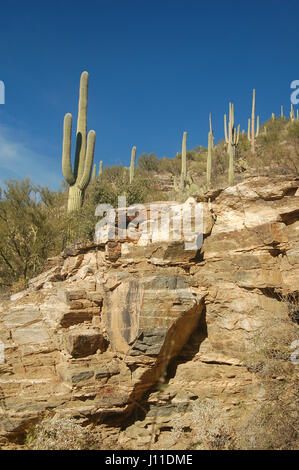 Saguaro Kaktus aussehen wie Soldaten marschieren eine steinige Wüste Klippe in Arizona Stockfoto