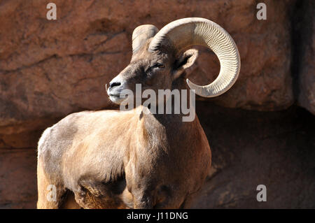 Bighorn Schafe Widder männlich mit großen gebogenen Hörnern Closeup portrait Stockfoto