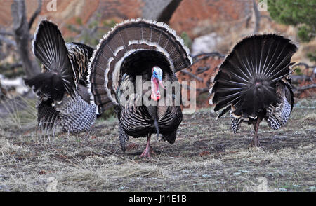 Drei Wildtruthahn Gobblers zeigen ihre Schwanzfedern während umwerben ritual Stockfoto