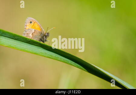 Kleine Heide, Coenonympha Pamphilus auf einem Ast Stockfoto