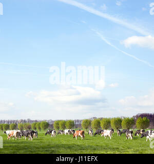 von Holstein Kühe auf der Wiese im Frühjahr mit Weiden in den Niederlanden in der Nähe von Veenendaal und Renswoude gehört Stockfoto