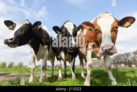 Nahaufnahme der schwarz rote und weiße Kühe im niederländischen Wiese an sonnigen Frühlingstag in den Niederlanden in der Nähe von Veenendeaal und renswoude Stockfoto