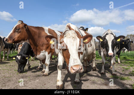 Nahaufnahme von Kühen im niederländischen Wiese an sonnigen Frühlingstag in den Niederlanden Stockfoto