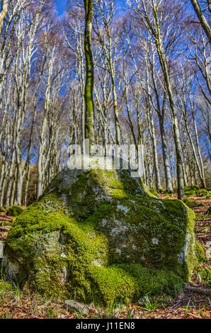 Großen bemoosten Felsen in Buche Wald. Aufgenommen in der Nähe von Southwick (Caulkerbush), Dumfries and Galloway, Schottland, Großbritannien. Stockfoto