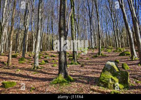 Durch buchen-Wald in Katze im Wald aufwärts. Aufgenommen in der Nähe von Southwick (Caulkerbush), Dumfries and Galloway, Schottland, Großbritannien. Stockfoto