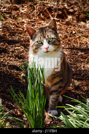 grüne Augen Katze im Wald Stockfoto