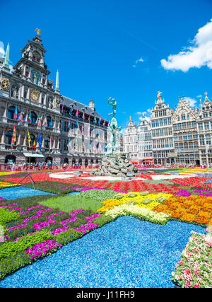 Flower carpet vor ot Antwerpen Rathaus, Grote Markt, Belgien Stockfoto