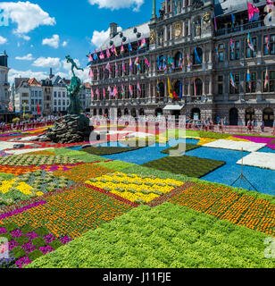 Flower carpet vor ot Antwerpen Rathaus, Grote Markt, Belgien Stockfoto