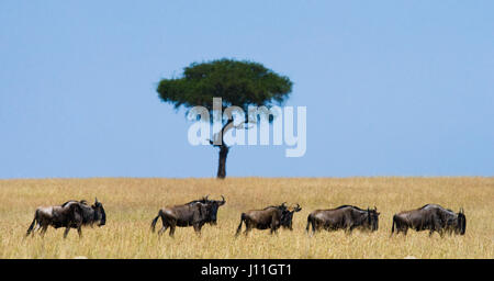 Gnus folgen einander in der Savanne. Hervorragende Migration. Kenia. Tansania. Masai Mara Nationalpark. Stockfoto