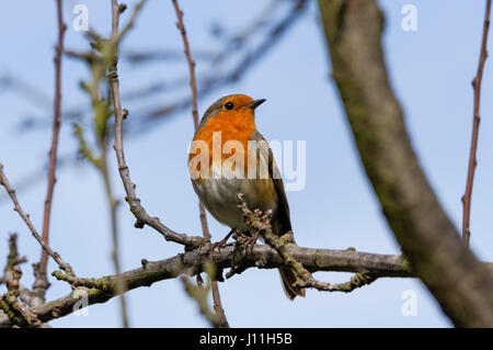 Europäischer Robin, Erithacus rubecula, auf einem Baum bleibend Stockfoto