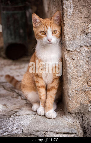 Einzigen streunenden Straßenkatze lehnte sich gegen eine Wand in Altstadt Dubrovnik Stockfoto