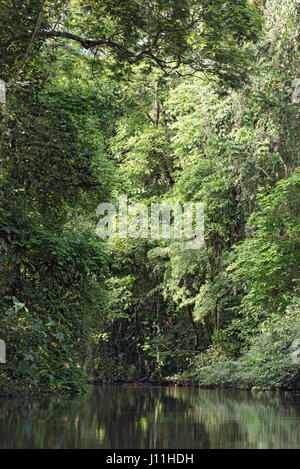 Kleiner Fluss mit dicht bewaldeten Ufer im Nationalpark Tortuguero, Costa Rica Stockfoto