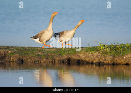 Graugans (Anser Anser) Gänse paar umwerben Stockfoto