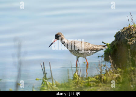 Gemeinsamen Rotschenkel (Tringa Totanus) im Marais de Sene, Frankreich Stockfoto