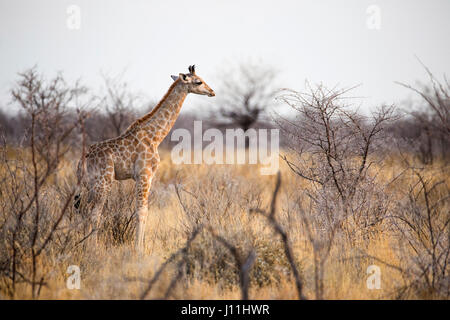 Jungen angolanischen Giraffe, Giraffa giraffa angolensis, Etosha National Park, Namibia, von Monika Hrdinova/Dembinsky Foto Assoc Stockfoto