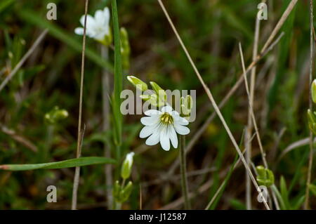 Schöne weiße Wildblumen oder Vogelmiere Blüten im Wald in der Nähe, Plana Berg hinauf, Bulgarien Stockfoto