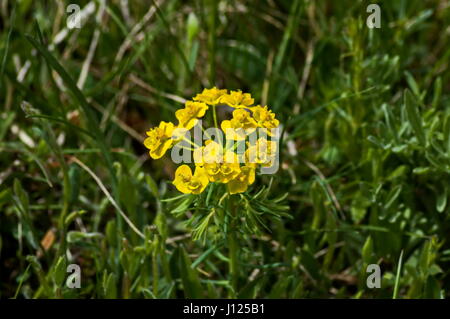 Wolfsmilch oder Euphorbia Cyparissias im Frühjahr große Nahaufnahme, Plana Berg, Bulgarien Stockfoto